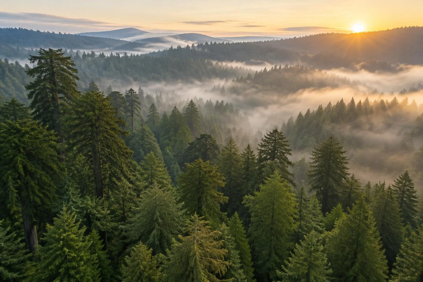 Misty forest canopy at sunrise