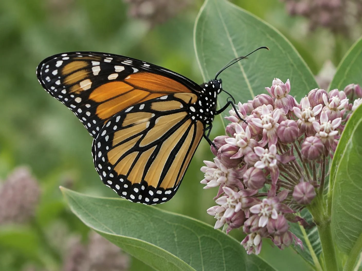 Illustrative photograph of a monarch butterfly on milkweed