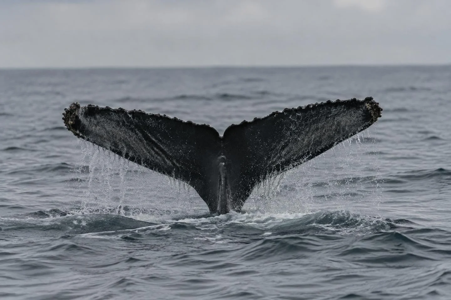 Humpback whale tail in a grey ocean